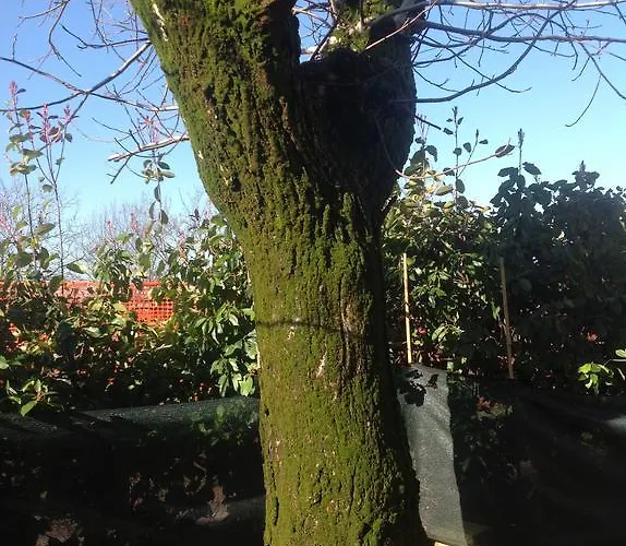 Il Borghetto مزرعة للإقامة *